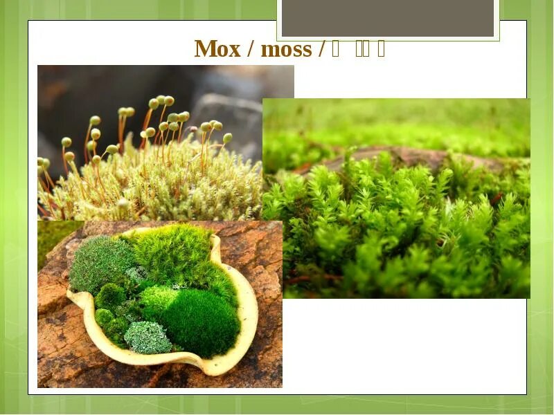 Наука о мхах как называется. Наука о мхах. наука о мхах это в биологии. liverworts and mosses from romania with medicinal potential.