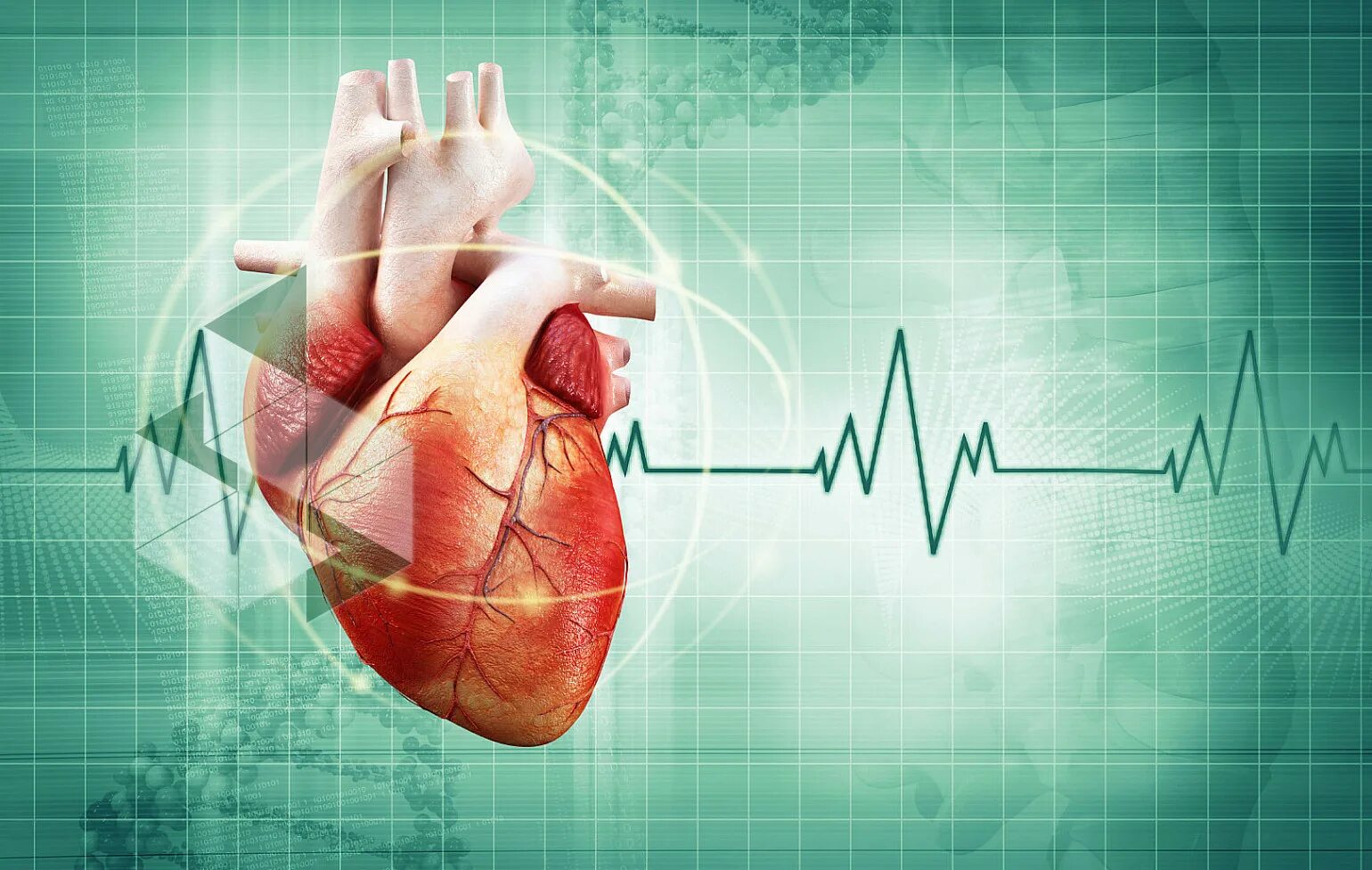 Сердцебиение болезнь. Сердце человека медицина. Сердце для презентации.