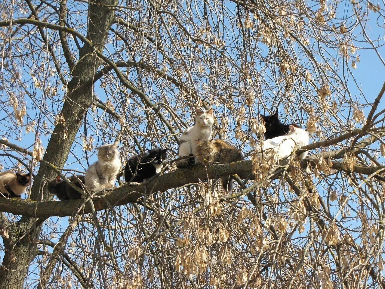 Приход весны птицы. Коты прилетели. Коты на деревьях.