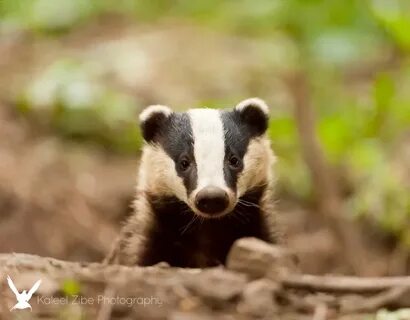 Badger перевод