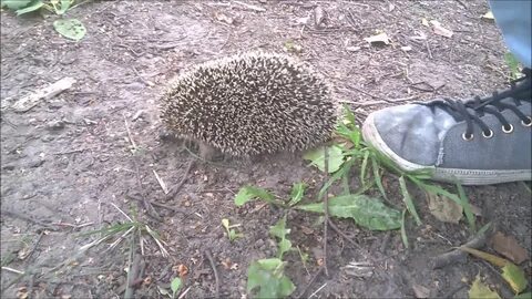 Приспособление ежа