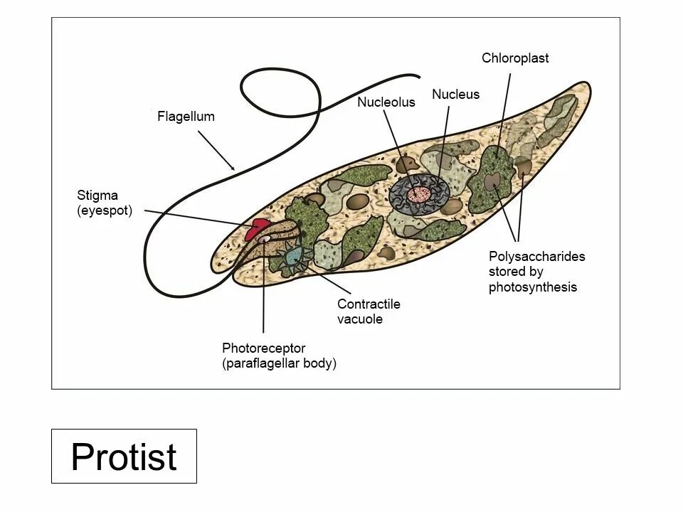 Хлоропласты жгутики. Жгутик эвглены. Порошица у эвглены. Стигма у эвглены зеленой. Базальное тельце у эвглены.
