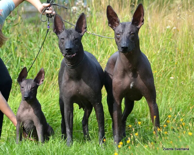 ксолоитцкуинтли мини пуховочка. ксоло мини собака. ксоло мини собака. мексиканская ксолоитцкуинтли. ксолоитцкуинтли длинношерстный.