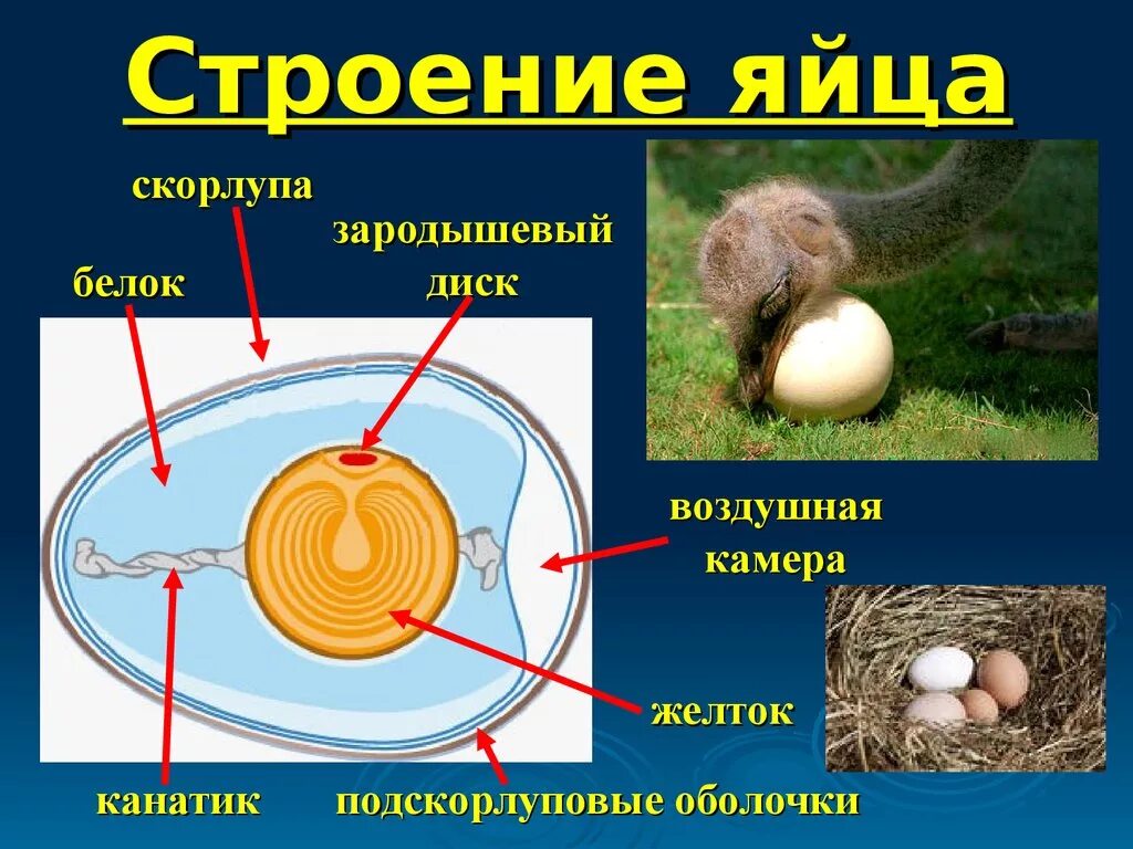 Строение яйца птицы. Строение птичьего яйца. Строение яйца птицы канатик. Яйцо страуса строение.