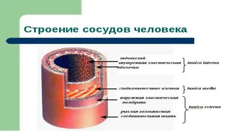 Строение артерии человека