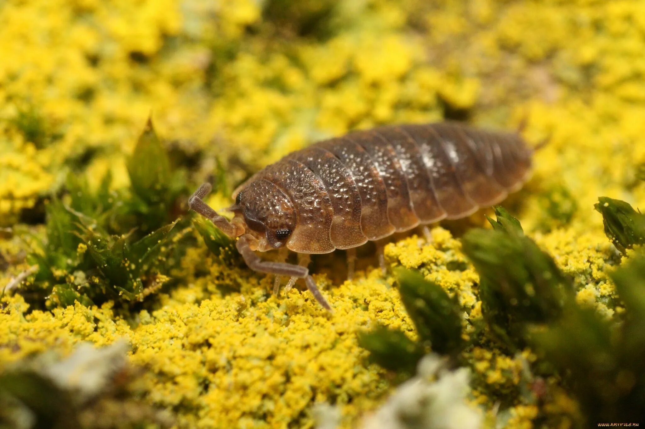 Мокрица Жук личинки. Мокрица Крымская. Мокрицы Porcellio laevis Orange. Мокрица ракообразное.