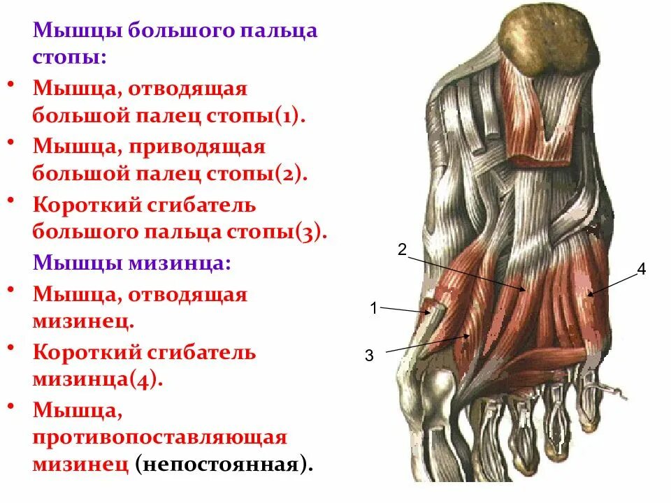 Короткий сгибатель пальцев стопы анатомия. Мышцы сгибатели пальцев стопы. Мышца приводящая большой палец стопы. Короткий сгибатель большого пальца стопы анатомия. Приводящие латынь