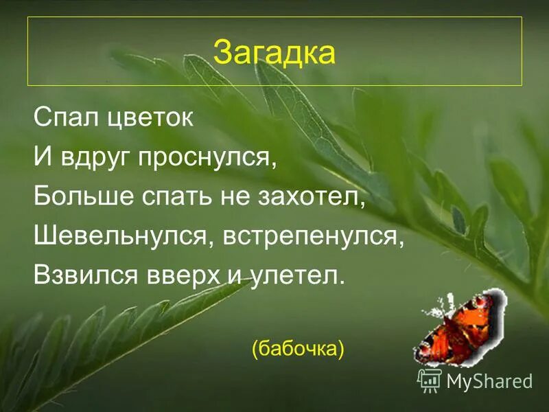 Спал цветок и вдруг проснулся шевельнулся. Спал цветок и вдруг проснулся загадка. Стих спал цветок и вдруг проснулся. Загадки на я. Спал цветок и вдруг проснулся больше спать не захотел.