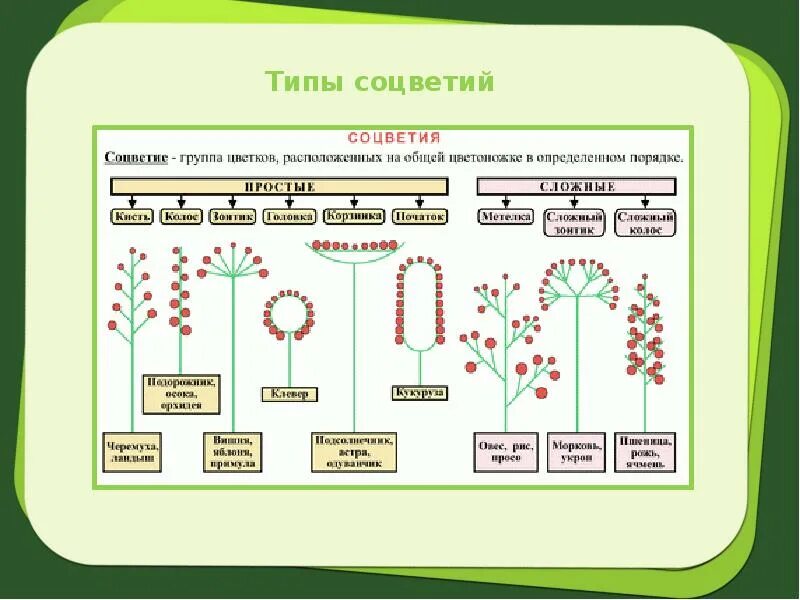 Растения города 7 класс биология конспект. Таблица соцветия биология 6 класс. Схемы соцветий 6 класс биология. Типы соцветий таблица 6 класс. Соцветия растений таблица с примерами 6 класс биология.