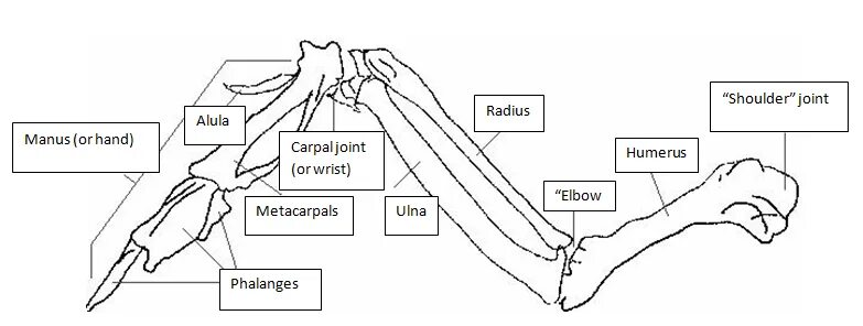Крыло куры анатомия. Joint куриный. Wing diagram Labels of ла-15.