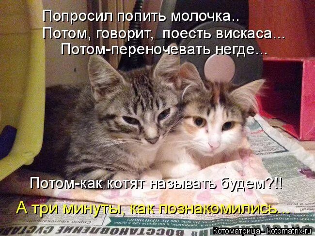 Дайте попить а то переночевать. Студенты как котята. Админы как котята. Подписчики как котята. Как попросить попить.