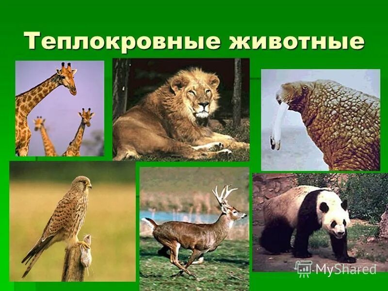 Теплокровные млекопитающие. Теплокровные млекопитающие. Млекопитающие теплокровные. Теплокровные животные птицы. Ароморфозы млекопитающих.