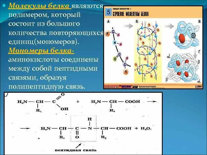 Соединение мономера белка. Мономеры соединены между собой пептидными связями. Для молекулы белка является полимером. Белковые молекулы состоят из. Молекула белка состоит из.