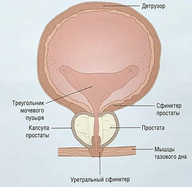 Внутренний сфинктер мочевого пузыря. Наружное строение мочевого пузыря. строение мышц мочевого пузыря. строение мочевого пузыря у женщин.