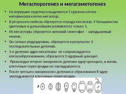Зародышевый мешок набор хромосом