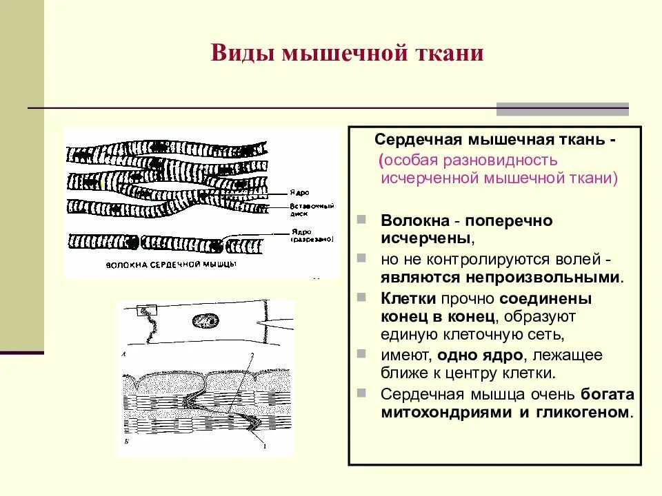 Состоит из клеток имеющих поперечную исчерченность. Поперечно исчерченная мышечная ткань. Клетки сердечной мышечной ткани. Исчерченность сердечной мышечной ткани. Мышечное волокно сердечной мышечной ткани.