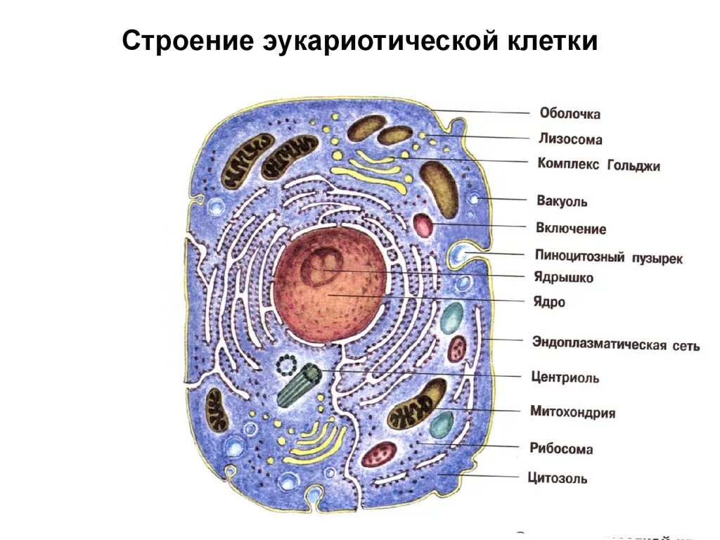 В т м клетки. Строение клетки эукариот схема. Строение эукариот эукариоты клеток. Схема эукариотической клетки животного. Строение основных органелл эукариотической клетки.