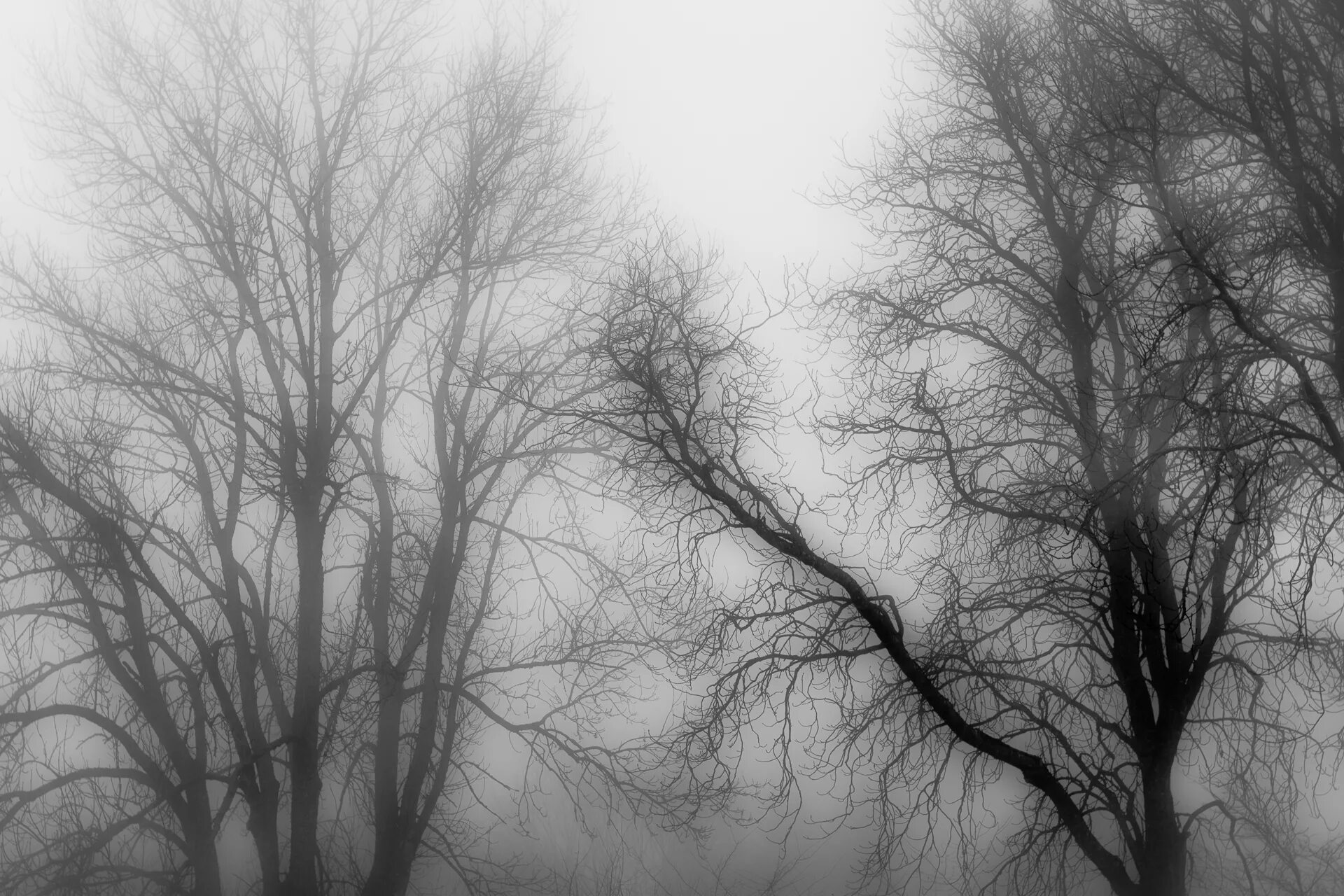 Ветвь туманного дерева. Голые деревья в тумане. Ветви деревьев в тумане. Монохромные природа. Черные деревья в тумане.