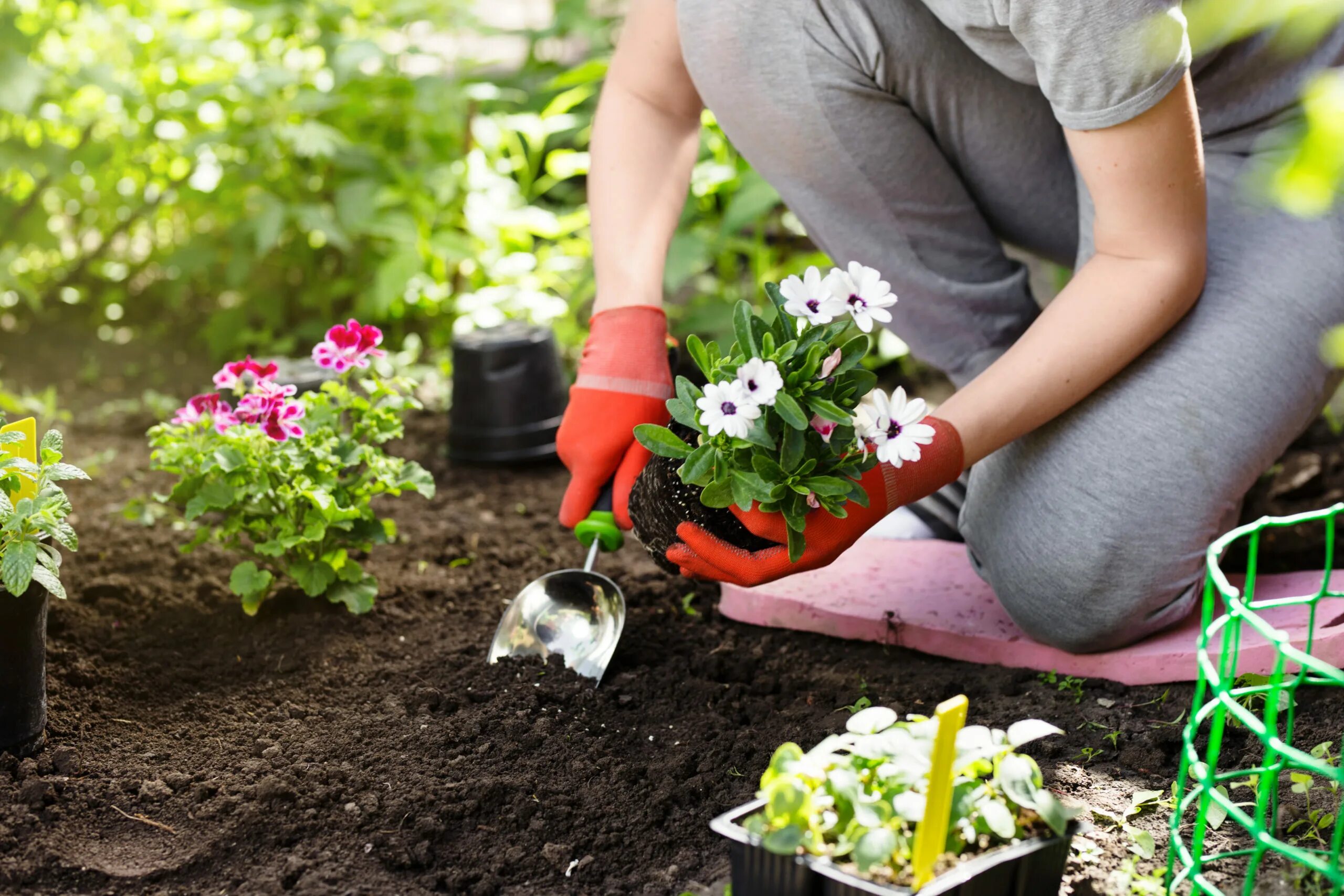 Сон сажать цветы в землю. Gardening well. Garden Spring work. Gardening with mines.