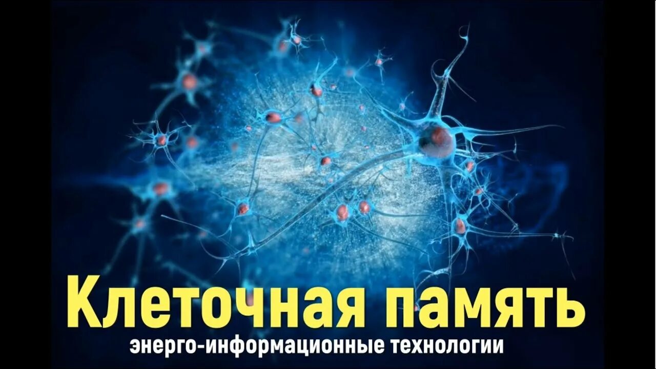 Функции клеток памяти. Клетки памяти. Кожа иммунный орган. Клеточная память. Функции клеток памяти.