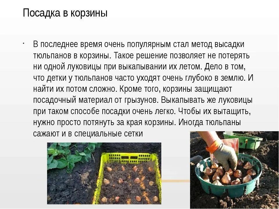Когда сажать рассаду. Правила посадки растений. Последовательность посадки плодовых деревьев. Правила посадки растений. Саженцы с закрытой корневой системой (зкс).