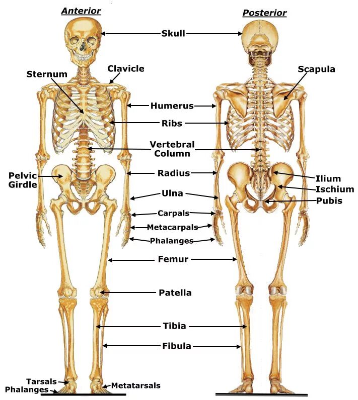 Костная система человека скелет. Костная система человека анатомия. Скелет человека с названием костей. Анатомия человека кости скелета.