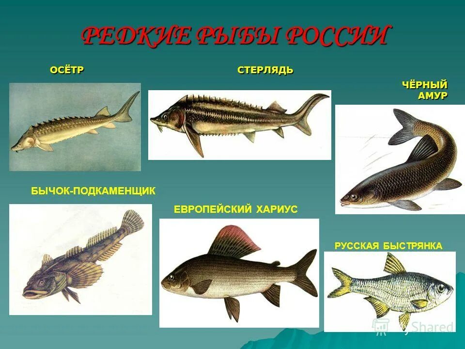 Какие костные рыбы подлежат охране. Охрана рыб. Редкие рыбы России. Редкие виды рыб России. Редкие промысловые рыбы России.