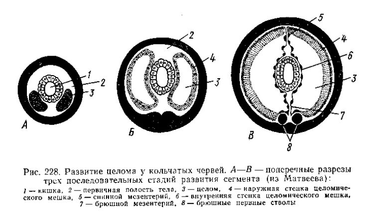 Развитие целома у аннелид. Целома у кольчатых червей. Целом кольчатых червей строение. Строение целома кольчатых червей. Полость тела не разделена перегородками