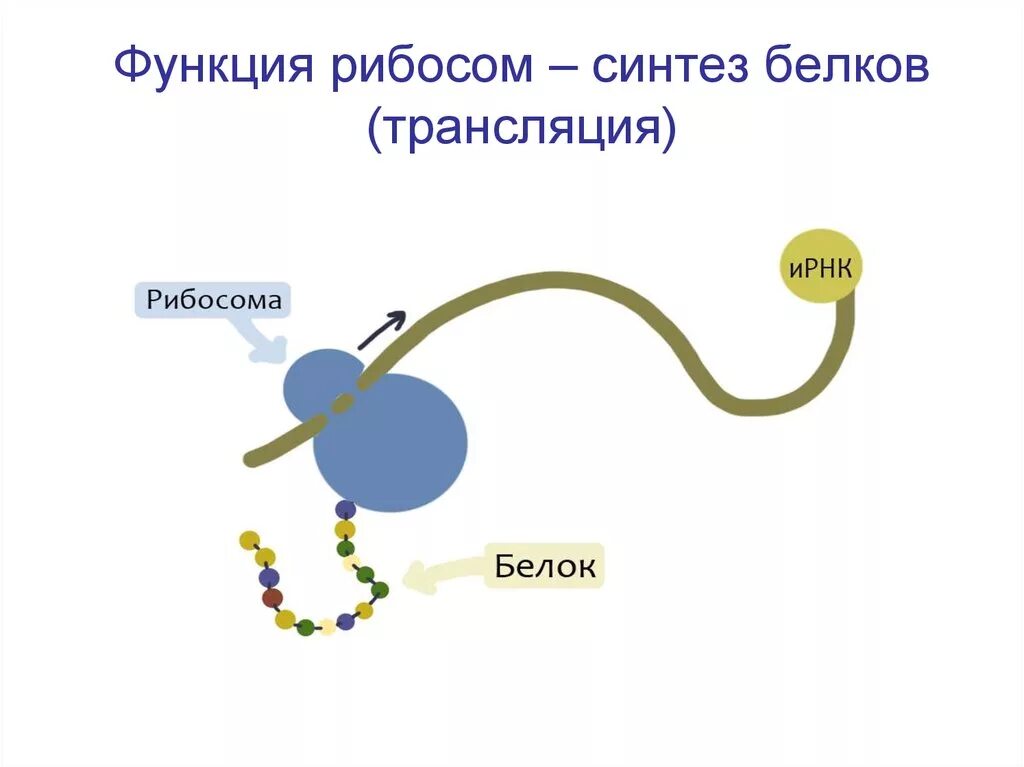 Синтез белков в рибосомах. Схема синтеза белка в рибосоме трансляция. Трансляция это Синтез белка на рибосомах. Синтез белка на рибосомах. Взаимосвязь биосинтеза белка и дыхания