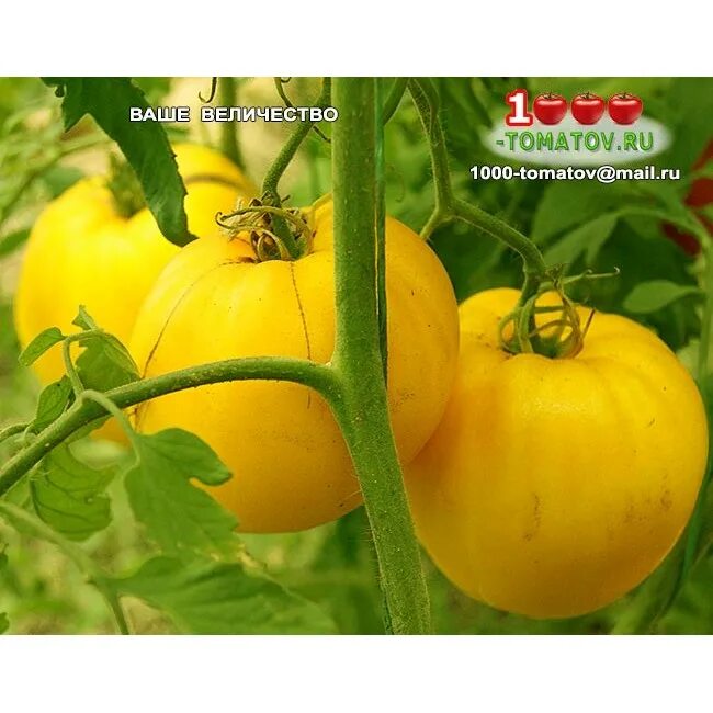 Томат ваше величество семена алтая. Томат ваше величество 0,05г (сем алт). Томаты ваше величество описание сорта. Томаты ваше величество описание сорта. Томат ваше величество желтый.