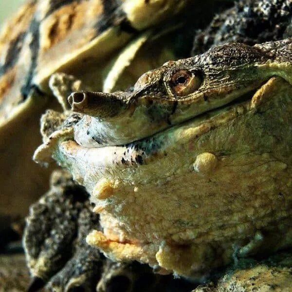 Черепаха-гигант матамата. Черепаха-гигант матамата. Крокодил мата мата. Матамата самая опасная черепаха. Бахромчатая черепаха (мата-мата).