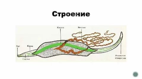 Функции покрова круглых червей