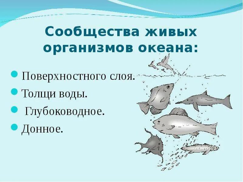 Сообщество толщи воды. Сообщество толщи воды обитатели. Сообщества морей и океанов. Животные обитающие в толще воды. Сообщества организмов в океане.