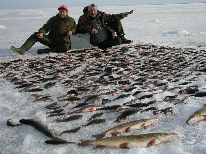 Где зимой ловят рыбу. Рыбинское водохранилище рыбалка. Рыбалка на Рыбинском водохранилище. Противье Рыбинское водохранилище. Рыбинское водохранилище зимняя рыбалка.