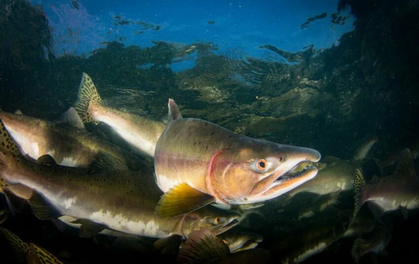 Горбуша (oncorhynchus gorbuscha). Чавыча охотское море. Красная рыба дальнего востока горбуша. Горбуша сахалин. Кета морская.