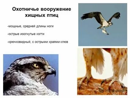 Хищнический значение