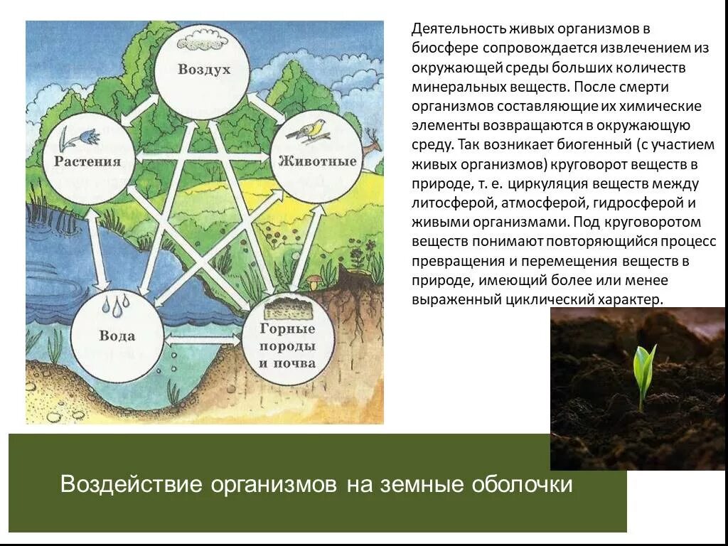 Схема взаимодействия биосферы с другими оболочками. Схема взаимосвязи оболочек земли. Взаимодействие биосферы с оболочками земли. Воздействие живых организмов на земные оболочки. Воздействие живых организмов на среду обитания