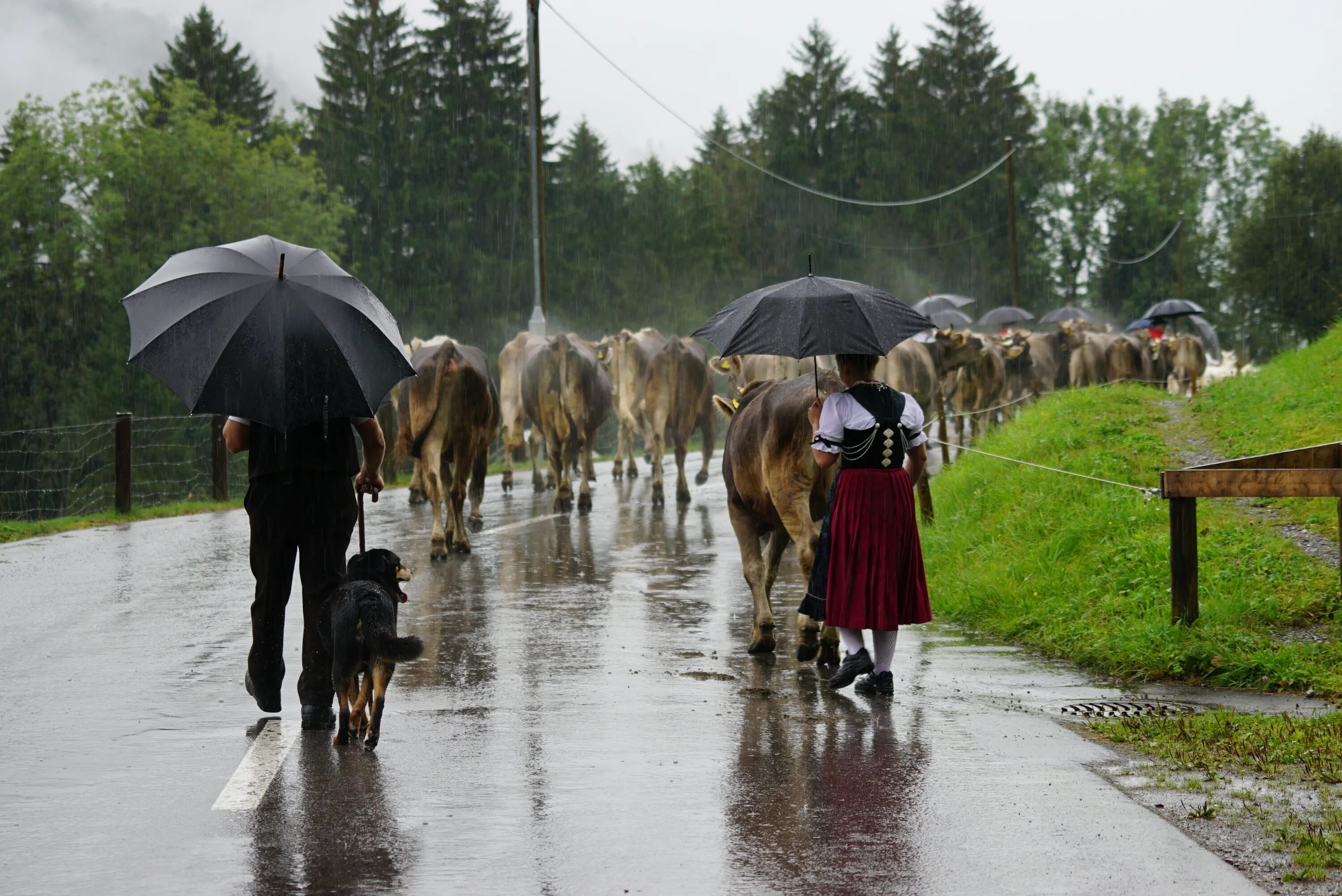 Rain animals. Корова под дождем. Дождь из животных. Дождь из коров. Швейцария дождь.