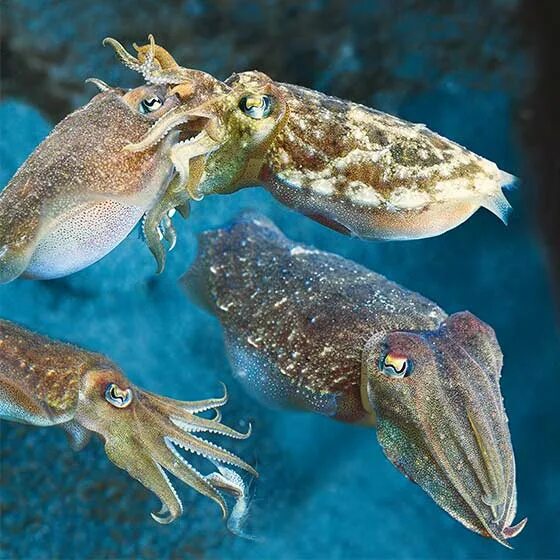 Cosmic Cuttlefish. Seiche. Cuttlefish перевод.