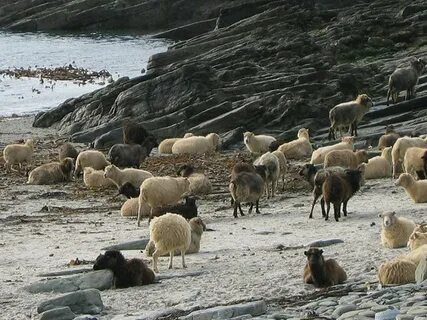 Sheep fish