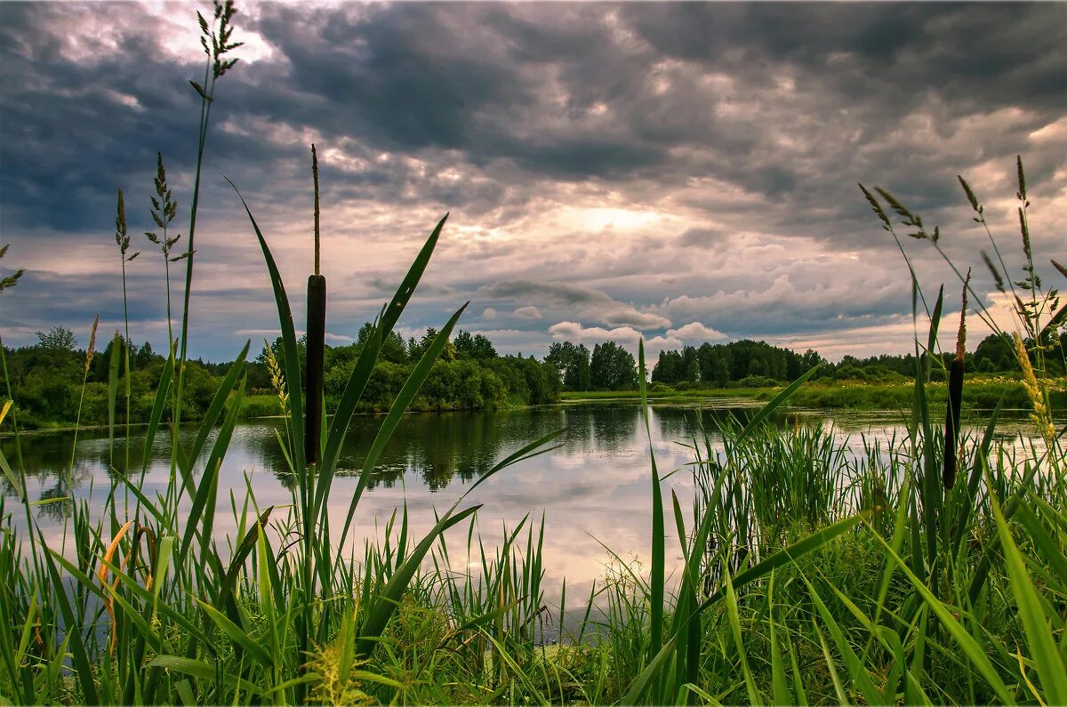пейзаж камыши. западно-казахстанская область камыш-самарские озера. пейзаж с камышами. пейзаж камыши. пейзаж с камышами.