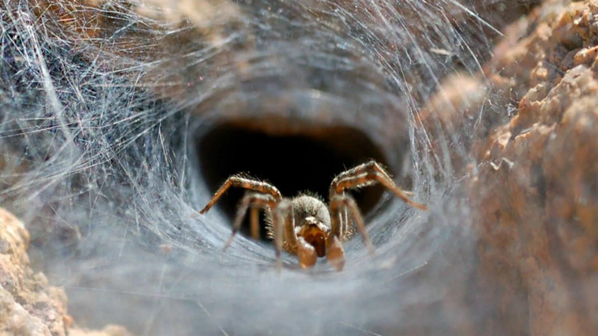 Паук хороший. Включи песню пауков. Включи песню пауков. Человек-паук тук-тук-тук. Включи песню пауков.