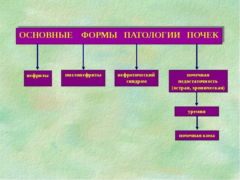 Что патология и тем. Основные причины патологии почек. Особенности патологии почек.