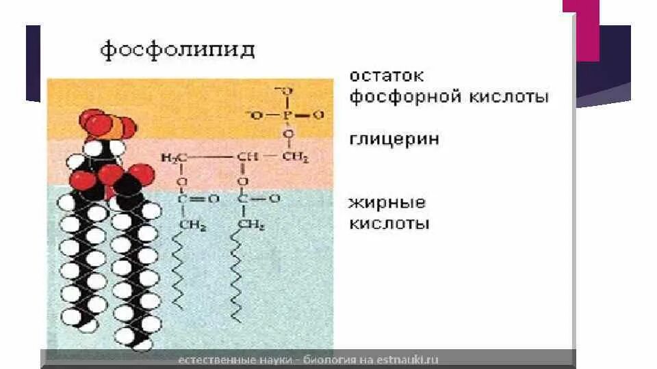 Строение фосфолипида. Фосфолипиды строение биохимия. Строение фосфолипидов формула. Схема строения фосфолипидов. Фосфолипиды строение формула.