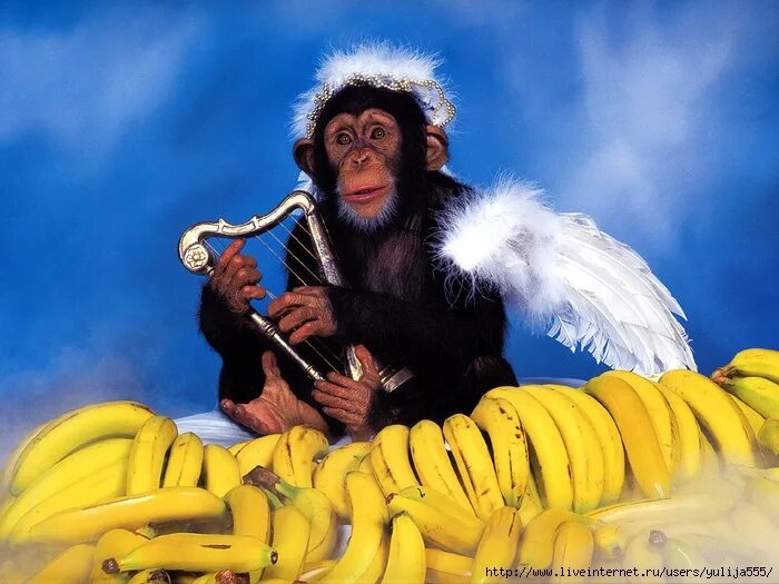 Про обезьян и бананы. Обезьяна с бананом. J,tpmzyf c ,fuyfyfvb. Обезьяны с бананами картина. Обезьяна с кучей бананов.