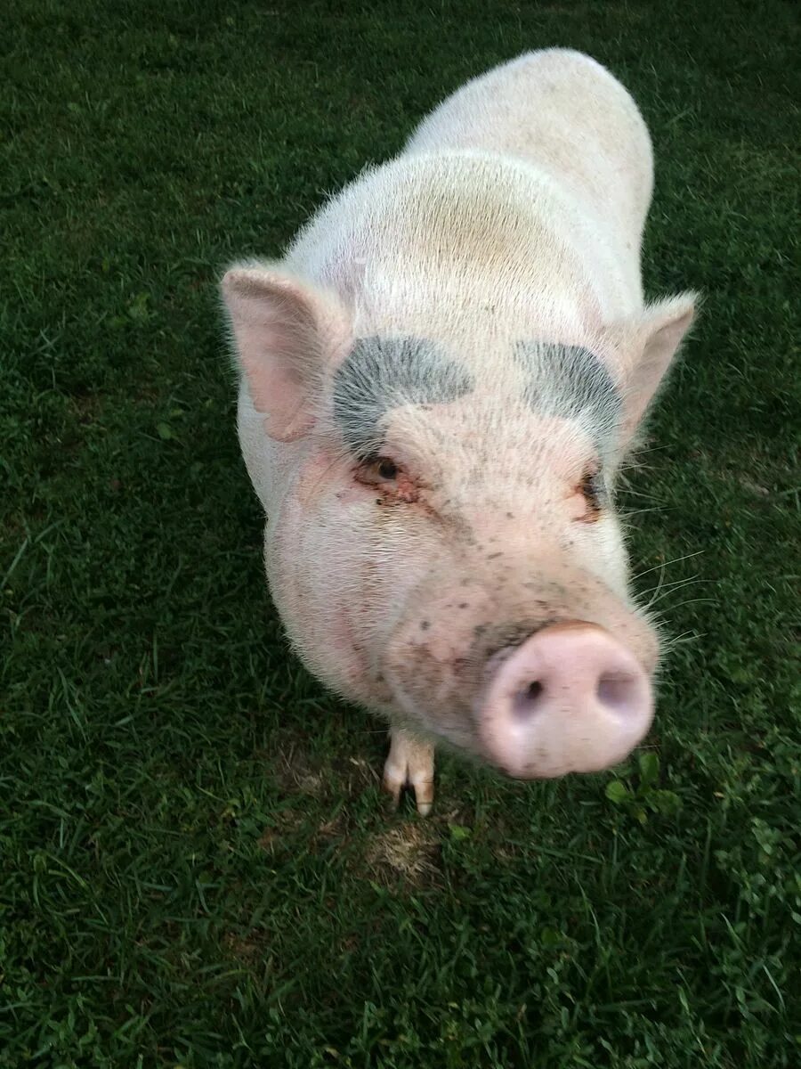 Файл winter jpg был выложен в интернете по адресу ftp weather. Файл pig pdf был выложен в интернете. Файл pig pdf был выложен в интернете. Josh pig. Файл pig pdf был выложен в интернете.