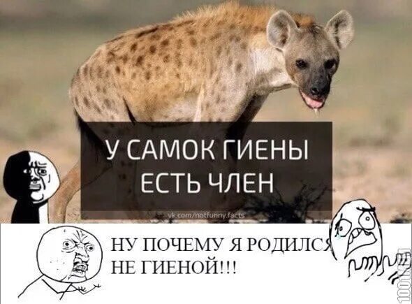 Нормально самка