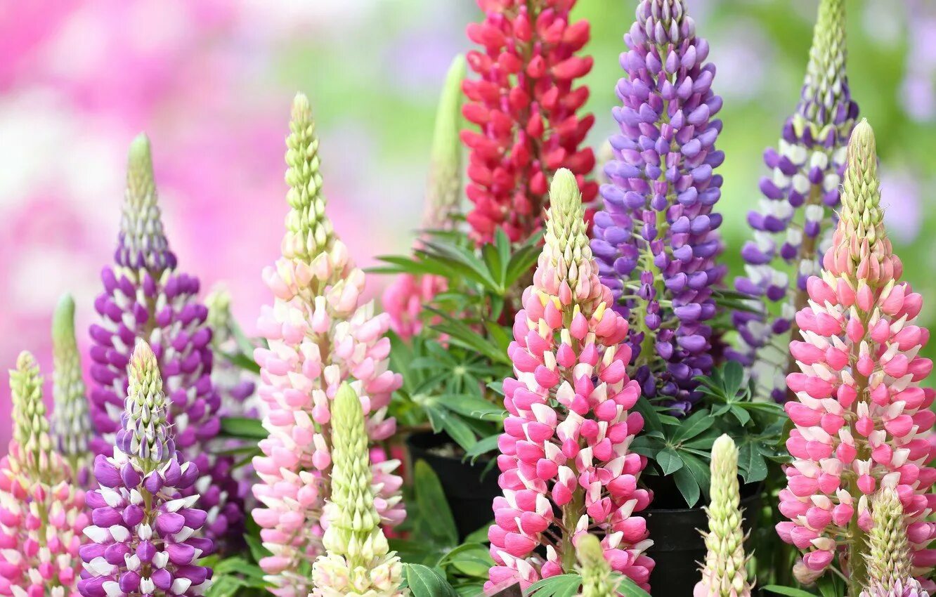 Люпин минарет многолетний. Люпин гибридный. Люпины (Lupinus):. Люпин красное пламя