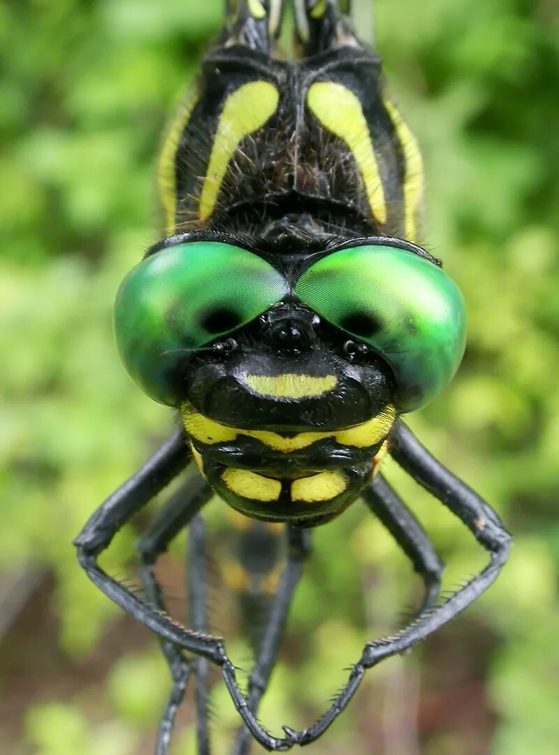 Безушник Зибольда (Anotogaster sieboldii). Безушник Зибольда Стрекоза Размеры. Безушник Зибольда размер. Безушник зибольда