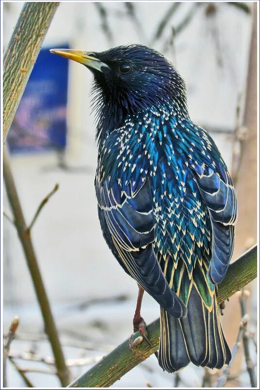 синие птицы подмосковье. синие птицы подмосковье. Mountain bluebird птица. птичка сойка голубая. сойка приморский край голубая.